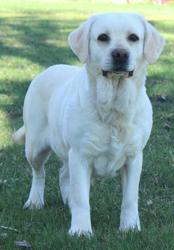 Labrador Retriever Puppies for Sale