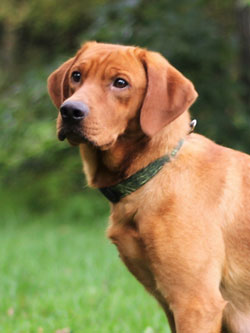 fox red labs for sale