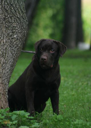 chocolate lab puppies. Selling Chocolate Labs,